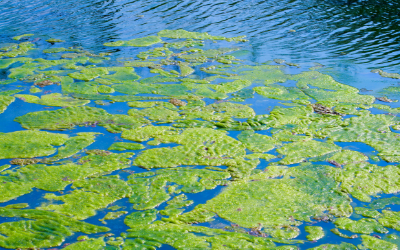 Blue Green algae. The hidden killer in our water ways.