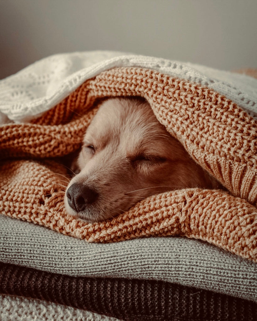 Do Dogs Dream?