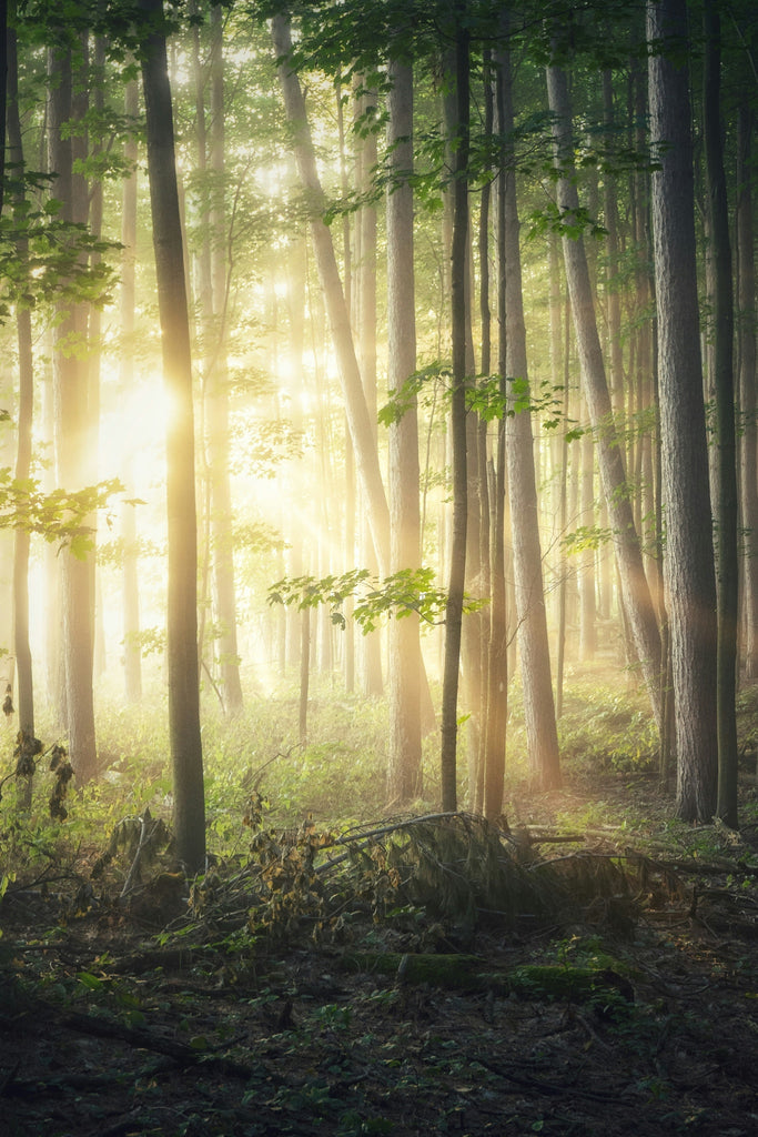 The Japanese practice of Forest Bathing