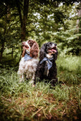 Paisley Collection for July Dog Bandana
